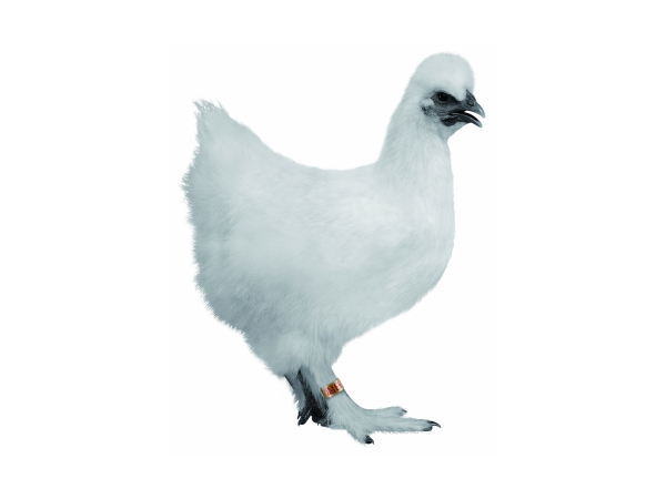 烏鳳雞